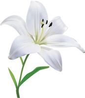 Weiß Lilie Blume isoliert. vektor