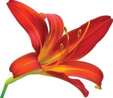 Lilie Blume isoliert auf Weiß Hintergrund. rot und Gelb Lilie Blume. vektor