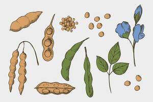 sojaböna dragen växt uppsättning på ett isolerat bakgrund. illustration av bönor, stjälkar soja växt och blomma soja. friska mat, naturlig protein, utsäde skörda. för skriva ut, märka, mall, papper, kort vektor