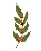 Kaffee Ast Hand gezeichnet Illustration auf isoliert Hintergrund. Karikatur Stil Kaffee Pflanze mit Beeren zum Etikett, Logo, drucken, Papier, Karte, Speisekarte, Etikett, Design. Essen Zutat, Getränke, Ernte vektor