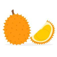 Durian frukt. hela och fjärdedel bit. illaluktande frukt. platt illustration vektor