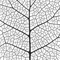 blad ven textur abstrakt bakgrund med stänga upp växt blad celler prydnad textur mönster. vektor