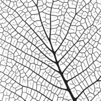 Blatt Vene Textur abstrakt Hintergrund mit schließen oben Pflanze Blatt Zellen Ornament Textur Muster. vektor