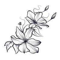 ritad för hand illustration av blommor av blomning clematis vektor