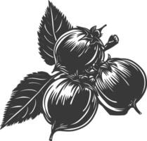 silhuett hasselnöt frukt svart Färg endast vektor