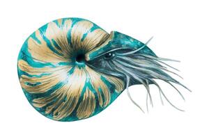 Aquarell Illustration von das Nautilus Marine Weichtier, Hülse. im beige-blau Farbe. Kopffüßer. Spiral- Hülse. isoliert auf ein Weiß Hintergrund. vektor