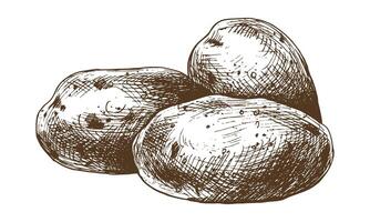 Weiß Kartoffeln im braun Häute, ein Stapel von ganze Knollen. Grafik Illustration Hand gezeichnet im braun Tinte Linie Kunst auf das Thema von Ernte, Kochen, Essen, Gemüse. Element eps vektor