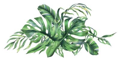 tropisch Kokosnuss, Banane Palme Blätter, Monstera, Affe Maske, Frangipani, hell saftig grün. Hand gezeichnet Aquarell botanisch Illustration. Komposition isoliert von Hintergrund. vektor