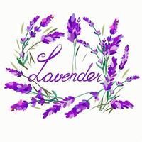 Postkarte mit der Aufschrift Lavendel und Blumen drumherum vektor