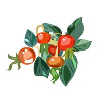 runde Hagebuttenfrüchte sind rot gefärbt vektor