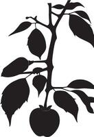 Persimmon Bild Silhouette, Persimmon Illustration, Persimmon Zeichen vektor