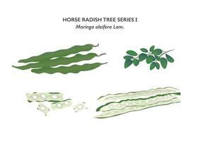 häst rädisa träd eller moringa ört element isolera på bakgrund vektor