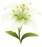 Blume der weißen Lilie auf weißem Hintergrund