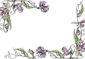 Hand gezeichnet Aquarell Tinte Illustration botanisch Blumen Blätter. Süss ewig Erbse, Wicke Winde Hülsenfrucht Ranken. Rand Rahmen isoliert Weiß Hintergrund. Design Hochzeit, Liebe Karten, Blumen- Geschäft vektor