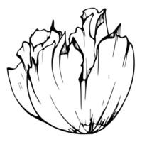 uppsättning av element med hand dragen pion vallmo blommor. isolerat på vit bakgrund. botanisk grafisk illustration. design för inbjudningar, bröllop, kärlek eller hälsning kort, papper, skriva ut, textil- vektor
