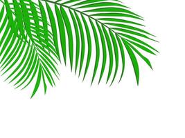 Palmblätter auf weißem Hintergrund vektor