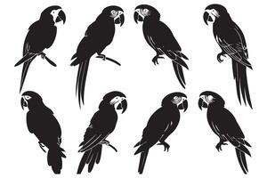uppsättning av silhuetter av papegojor. samling av tropisk fåglar från de amazon djungel. inhemsk papegoja på en sitta på en stå.illustration på en vit bakgrund vektor