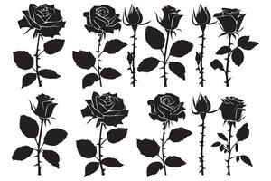 schwarz Schlampe einstellen von Rose mit Blätter Blume schwarz silhoutte Weiß Hintergrund vektor