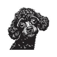 pudel hund - en uppskrämd pudel hund ansikte illustration i svart och vit vektor