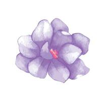 Aquarell Blume Illustration auf Weiß Hintergrund vektor