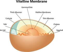 vitellin membran vetenskap illustration vektor