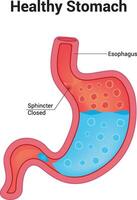 gesund Bauch Wissenschaft Illustration vektor