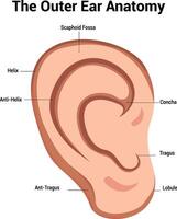 äußere Ohr Anatomie Illustration vektor