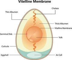 vitellin membran vetenskap illustration vektor