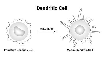 dendritiska cell vetenskap design illustration diagram vektor
