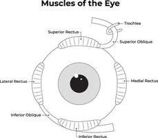 Muskeln von das Auge Wissenschaft Gliederung Design Illustration Diagramm vektor