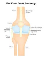 de knä gemensam anatomi vetenskap design illustration diagram vektor