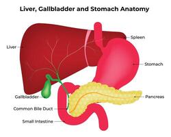 Leber, Gallenblase und Bauch Anatomie Wissenschaft Design Illustration Diagramm vektor