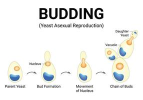 Knospung Hefe asexuell Reproduktion Wissenschaft Design Illustration Diagramm vektor