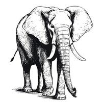 groß Elefant Stehen skizzieren Hand gezeichnet im Comic Stil Safari Tiere Illustration vektor