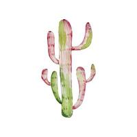 vattenfärg kaktus, öken- mexikansk växter vektor