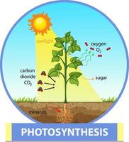 Diagramm, das den Prozess der Photosynthese in Pflanzen zeigt vektor