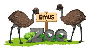Zwei Emus im Zoo vektor