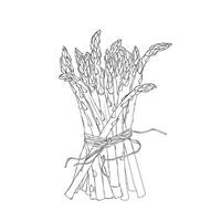 Spargel Gemüse Gliederung Hand gezeichnet Illustration auf Weiß Hintergrund vektor