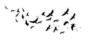 en flock av flygande fåglar. svart och vit illustration. silhuett grupp fågel och frihet luft. horisontell design element tecknad serie isolerat vit vektor