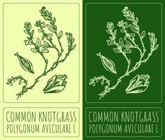 Zeichnung verbreitet Knotengras . Hand gezeichnet Illustration. das Latein Name ist Polygonum Aviculare l. vektor