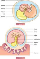 däggdjur embryo och fågel embryo jämförelse diagram vektor