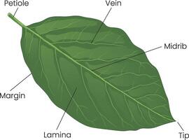 illustration av grumlighet nuvarande diagram vektor