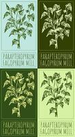 uppsättning av teckning parapteropyrum i olika färger. hand dragen illustration. de latin namn är fagopyrum kvarn. vektor