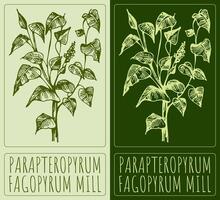 Zeichnung Parapteropyrum. Hand gezeichnet Illustration. das Latein Name ist Fagopyrum Mühle. vektor