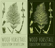 teckning trä fräken. hand dragen illustration. de latin namn är equisetum sylvaticum l. vektor