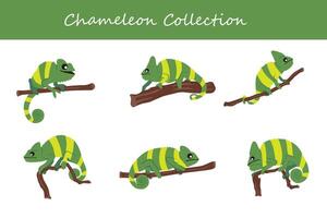 kameleont samling. kameleont i annorlunda poserar. vektor