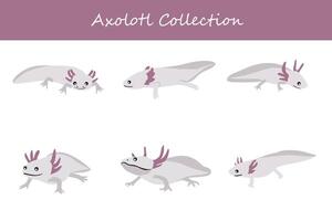 axolotl samling. axolotl i annorlunda poserar. vektor