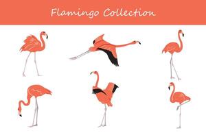 flamingo samling. flamingo i annorlunda poserar. vektor