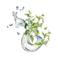 buske av nässlor i vatten stänk. vattenfärg illustration av de ört- växt urtikaria dioica. vatten Vinka och grön blad, sveda växt hand ritade. element för märka, förpackning kosmetisk, apotekare. vektor