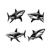uppsättning av hajar illustration. hand dragen haj svart och vit illustration. isolerat vit bakgrund vektor